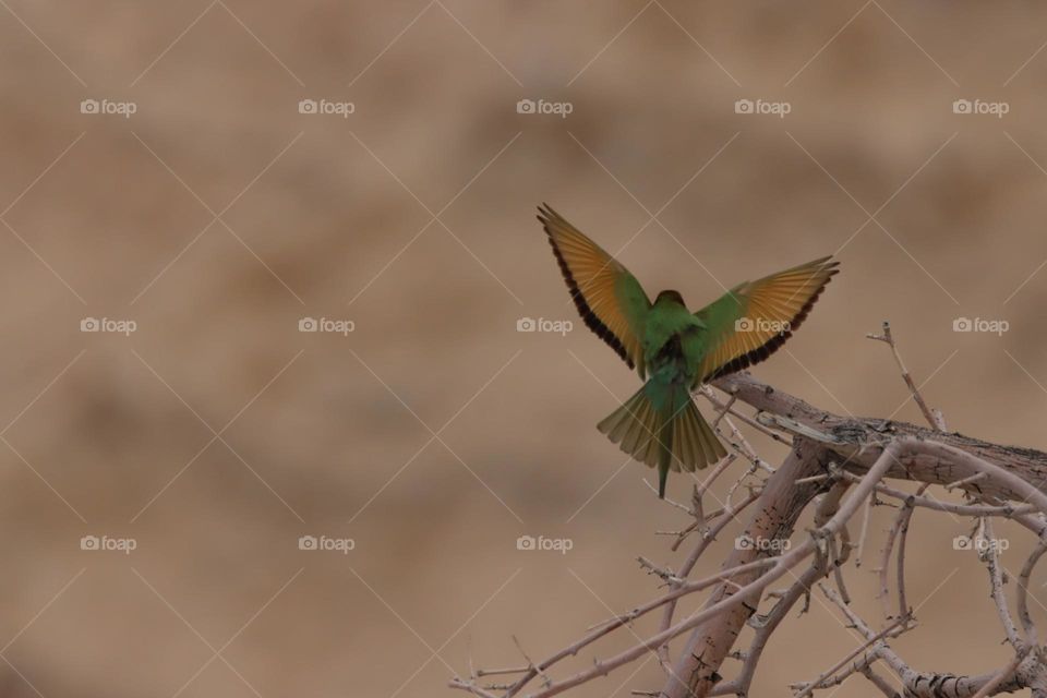 bee eater