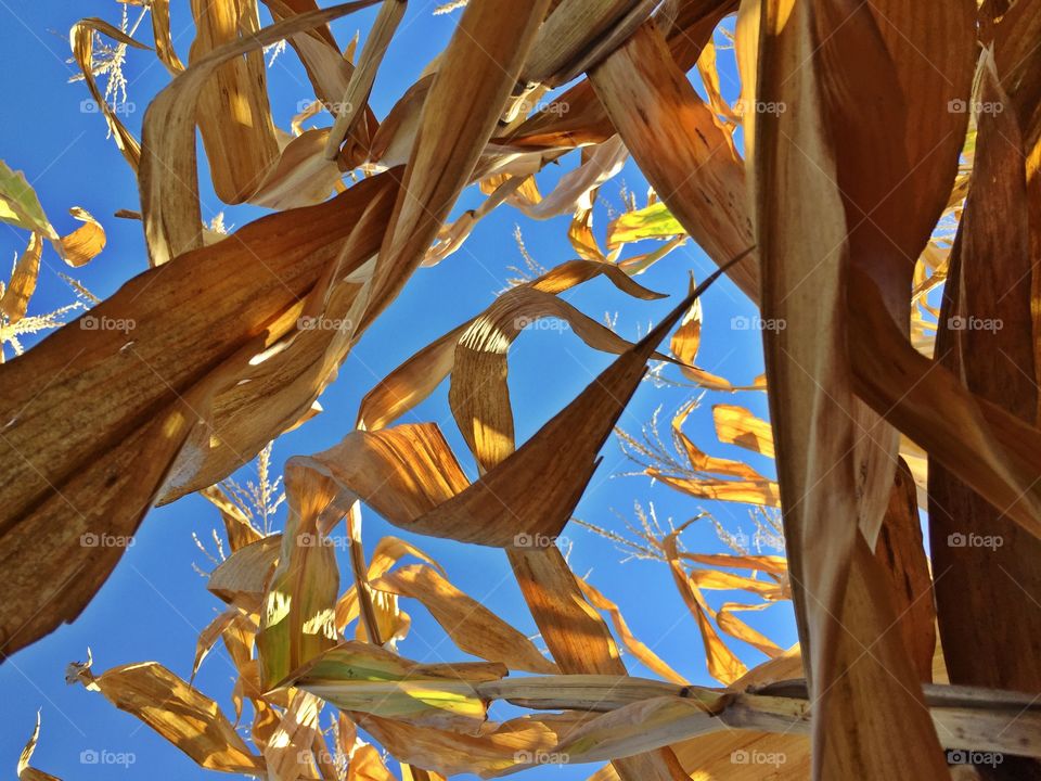 Corn husks and sky