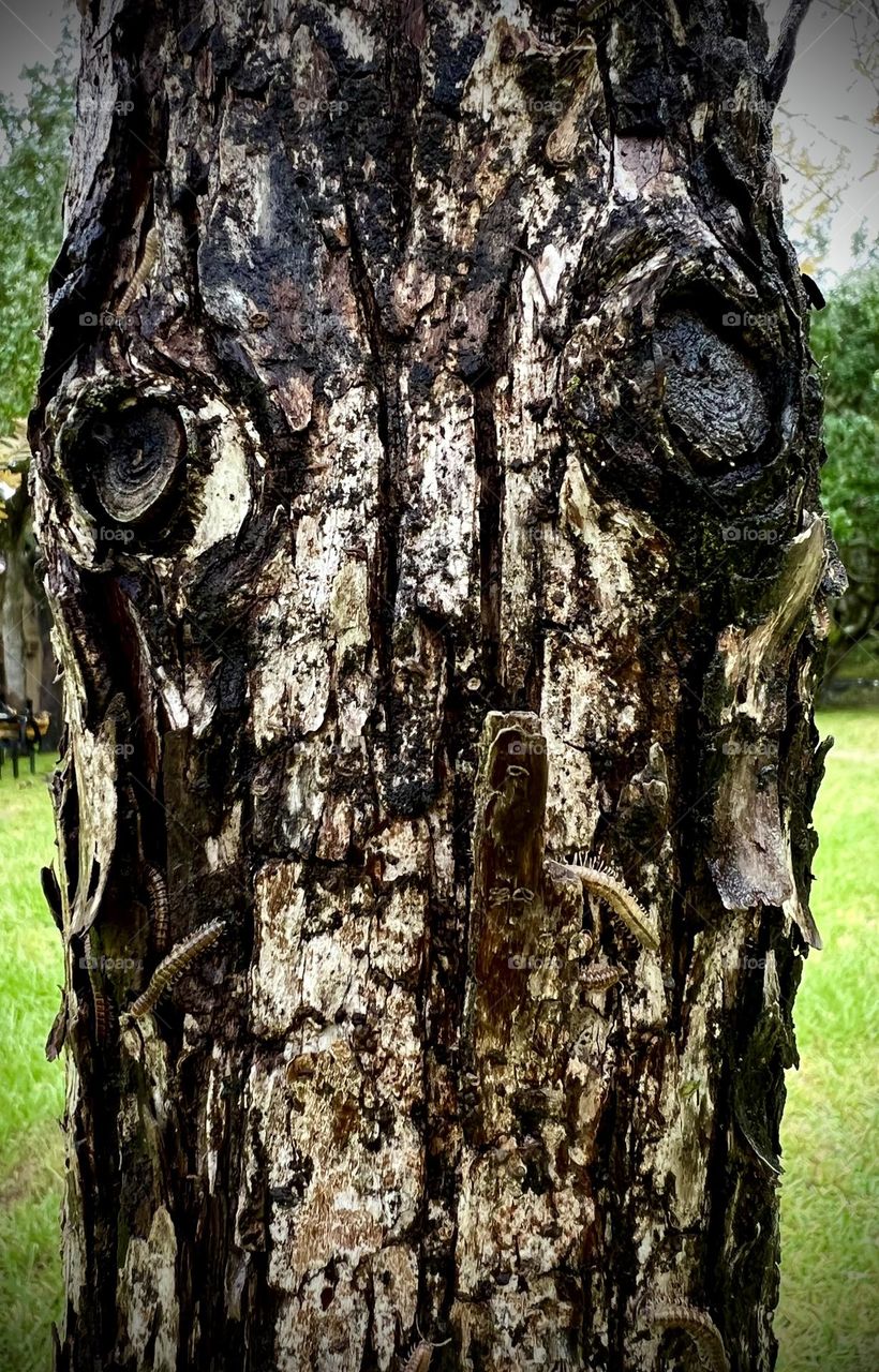 Natural Halloween deco on my cypress tree, complete with a face and creepy-crawlers!