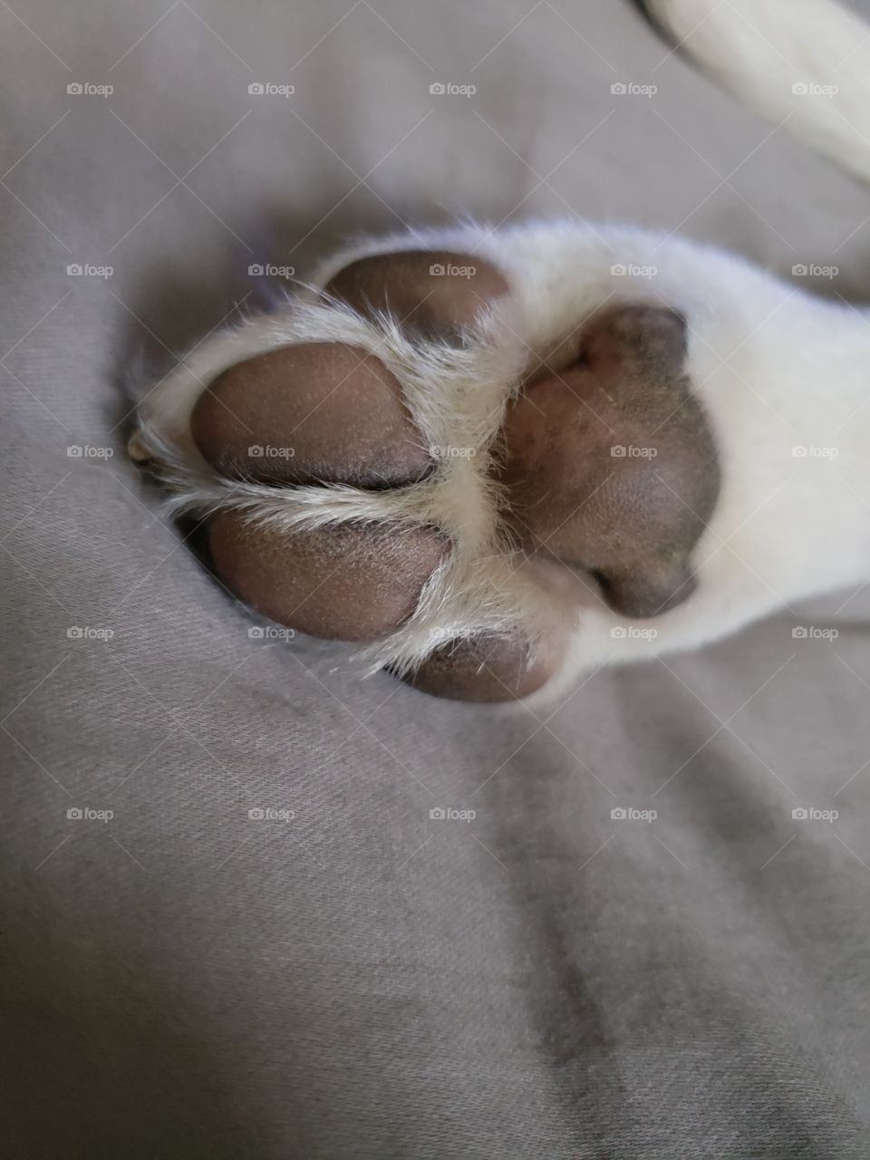 Who's paw is that?