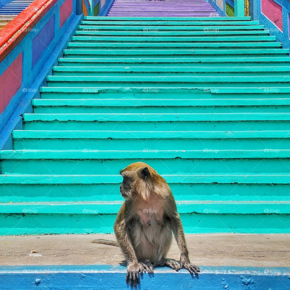 Monkey in the house of Batu Caves.