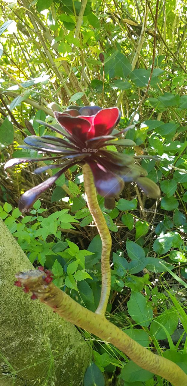 To capture the sunlight shining through this dark maroon succulent flower. Another shade of red.
