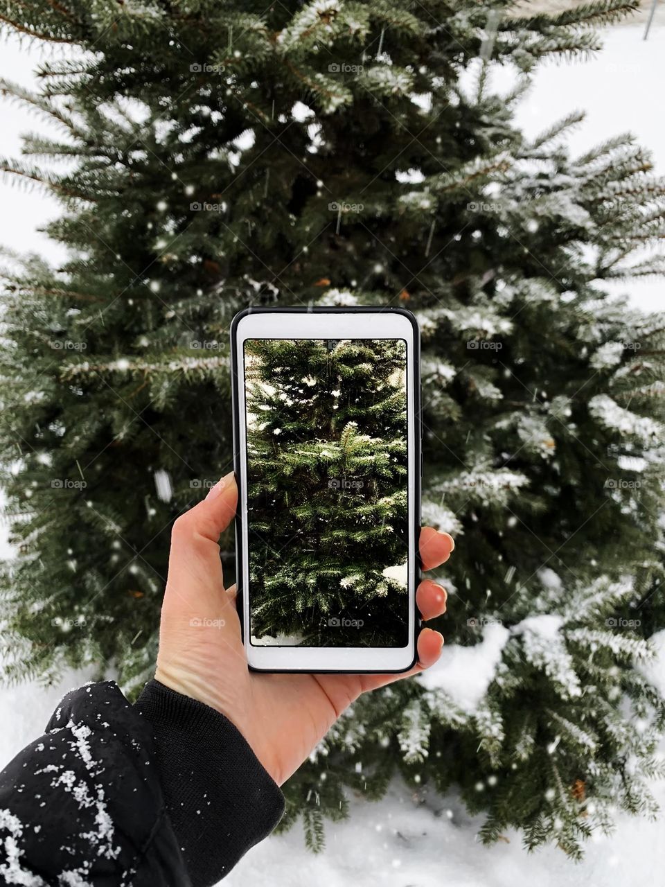 Taking a photo of winter nature 