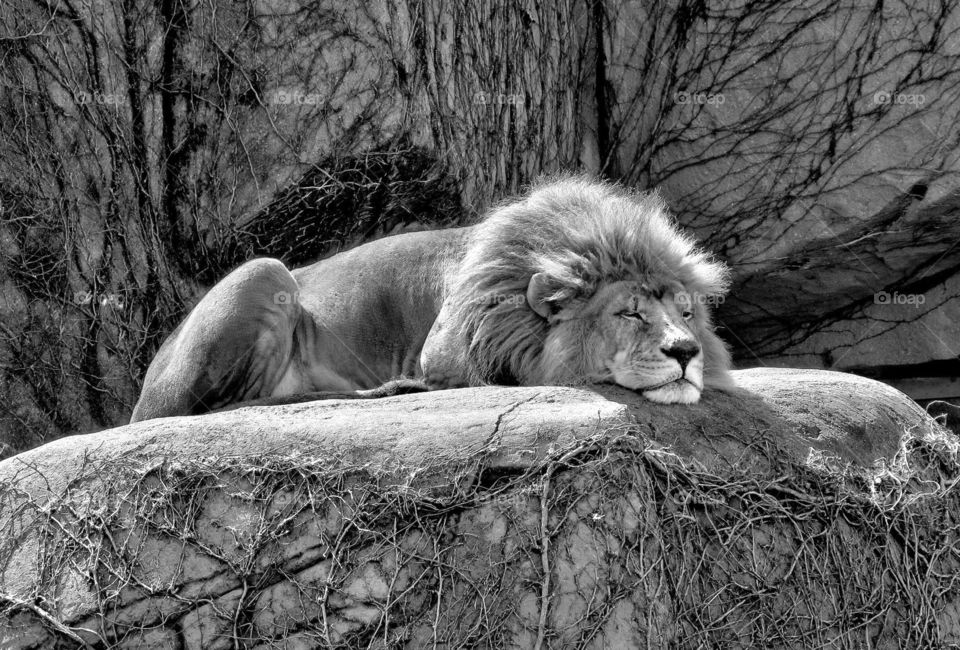 Lion at rest
