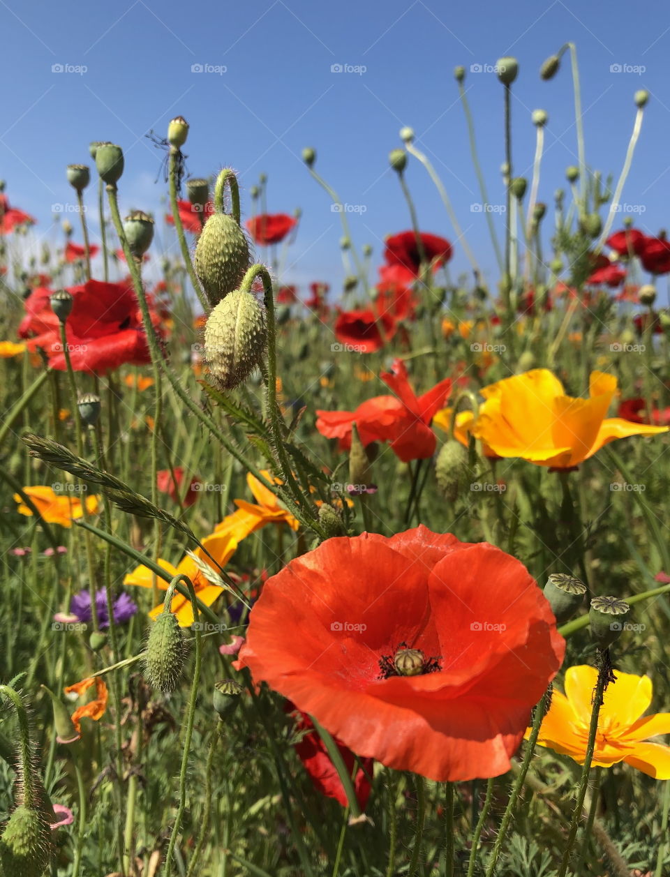 Summer meadow, midsummer flowers Sweden