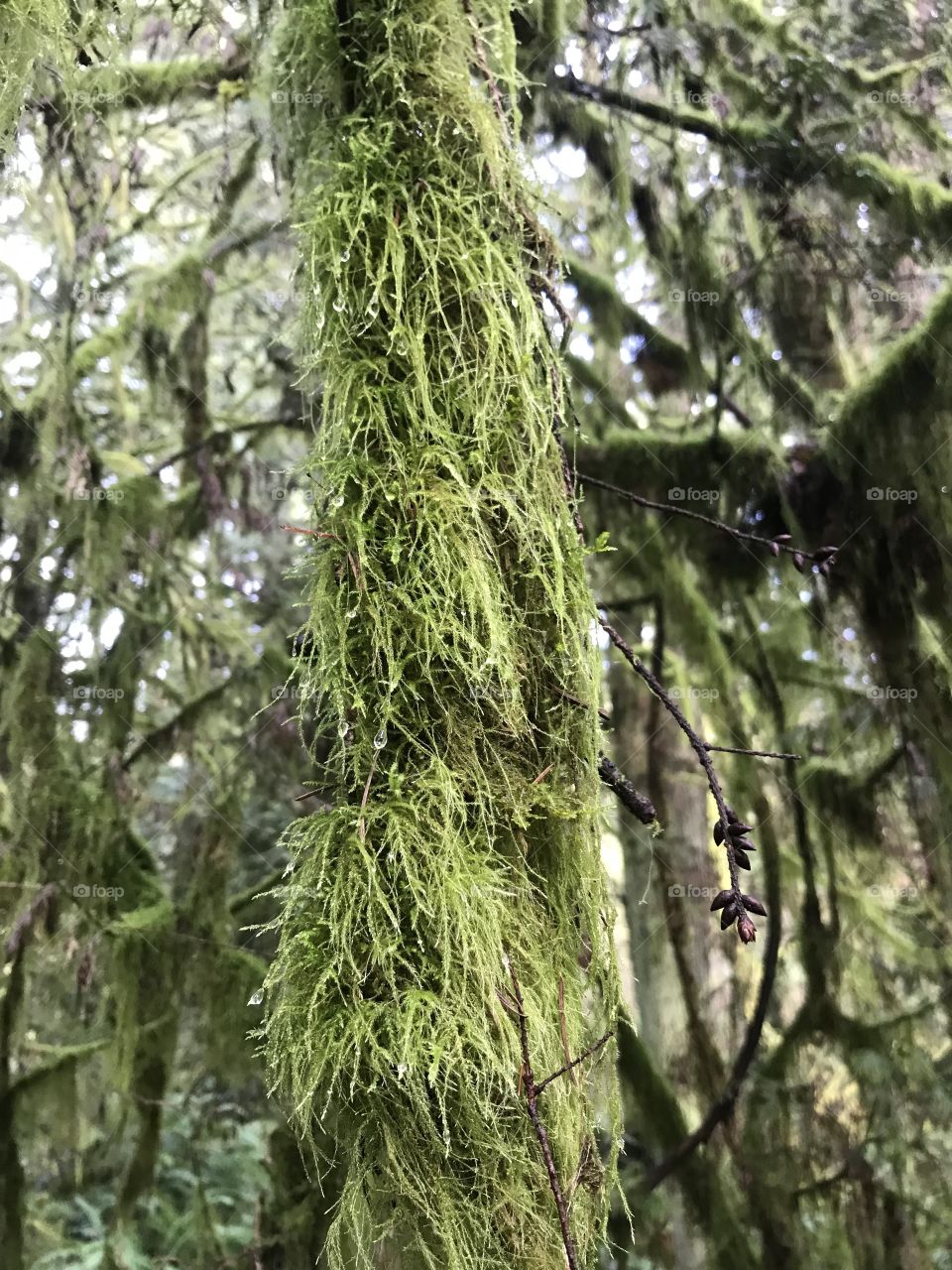 PNW moss with early morning water droplets! 