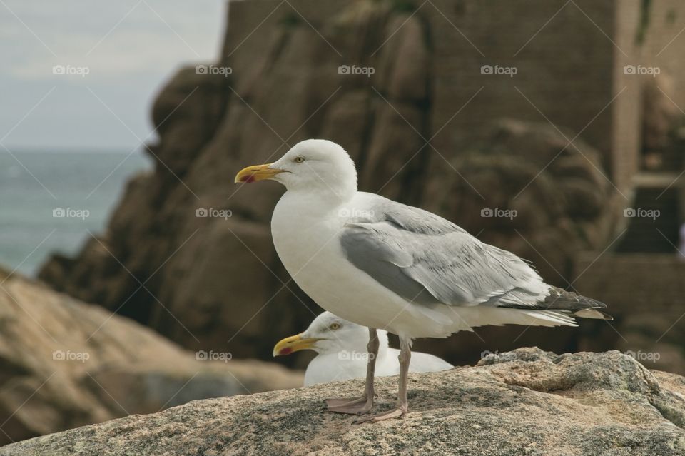 seagull on the rock