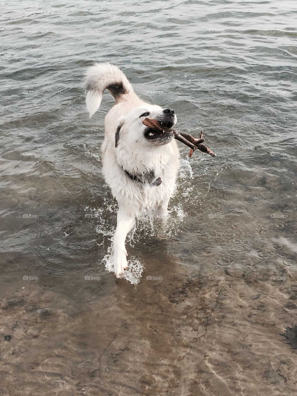Water dog- Miya