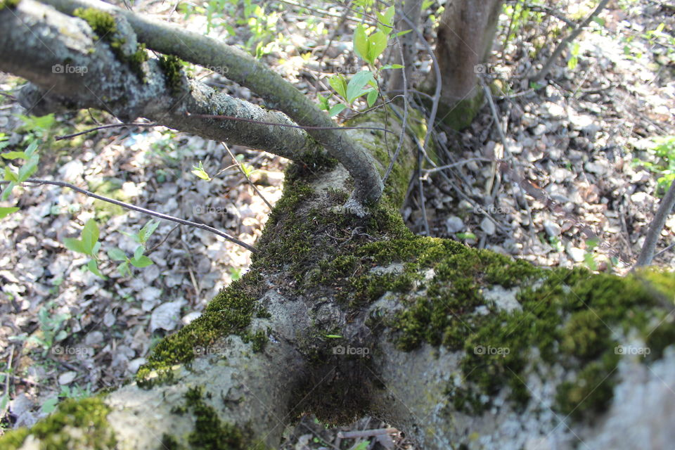 Лесное дерево