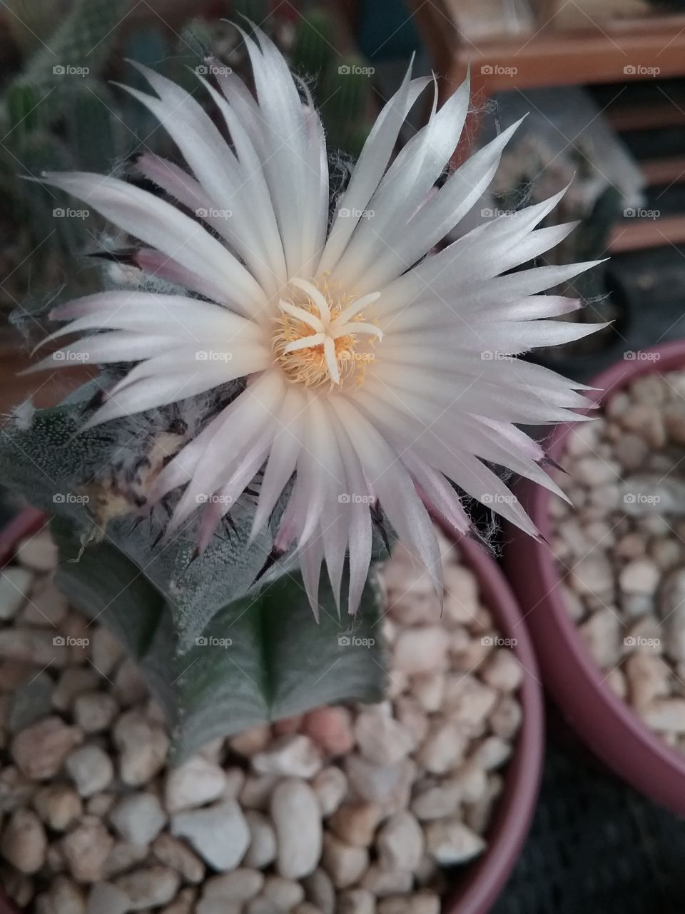 Astrophytum in flower