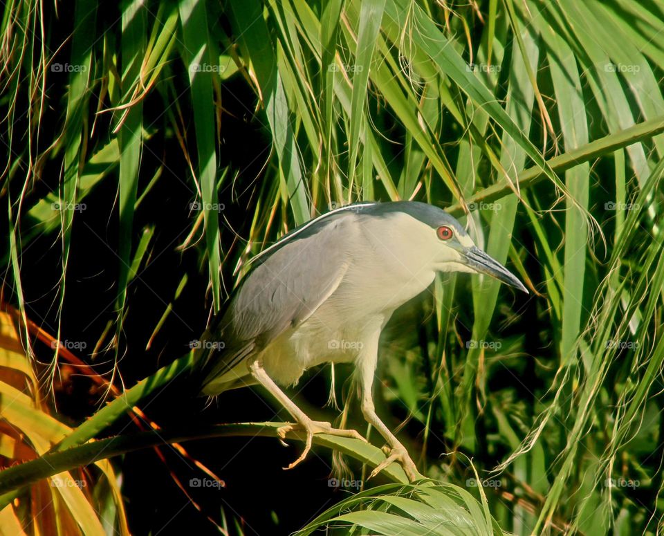 Black-crowned Night Heron in Palm Tree