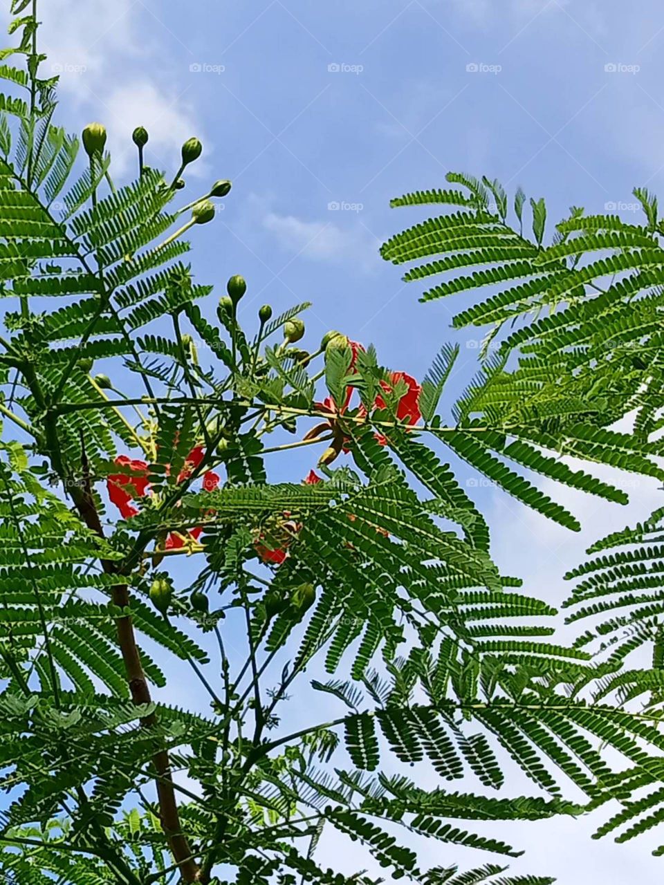 The flowers around us, my garden ( Countryside)