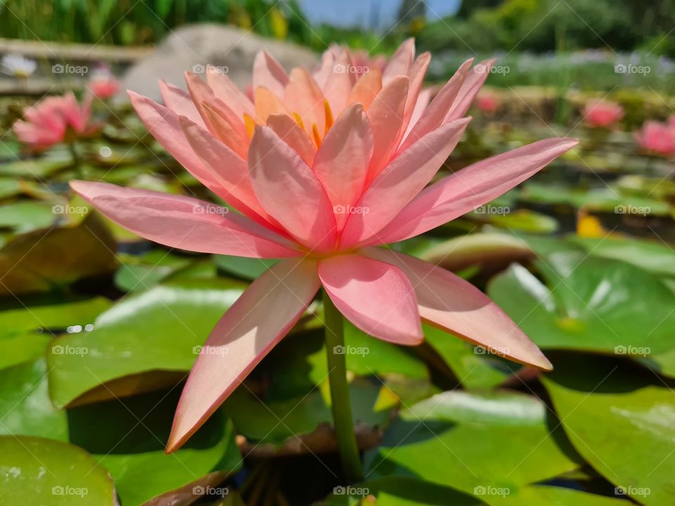 profile of an aquatic pink flower