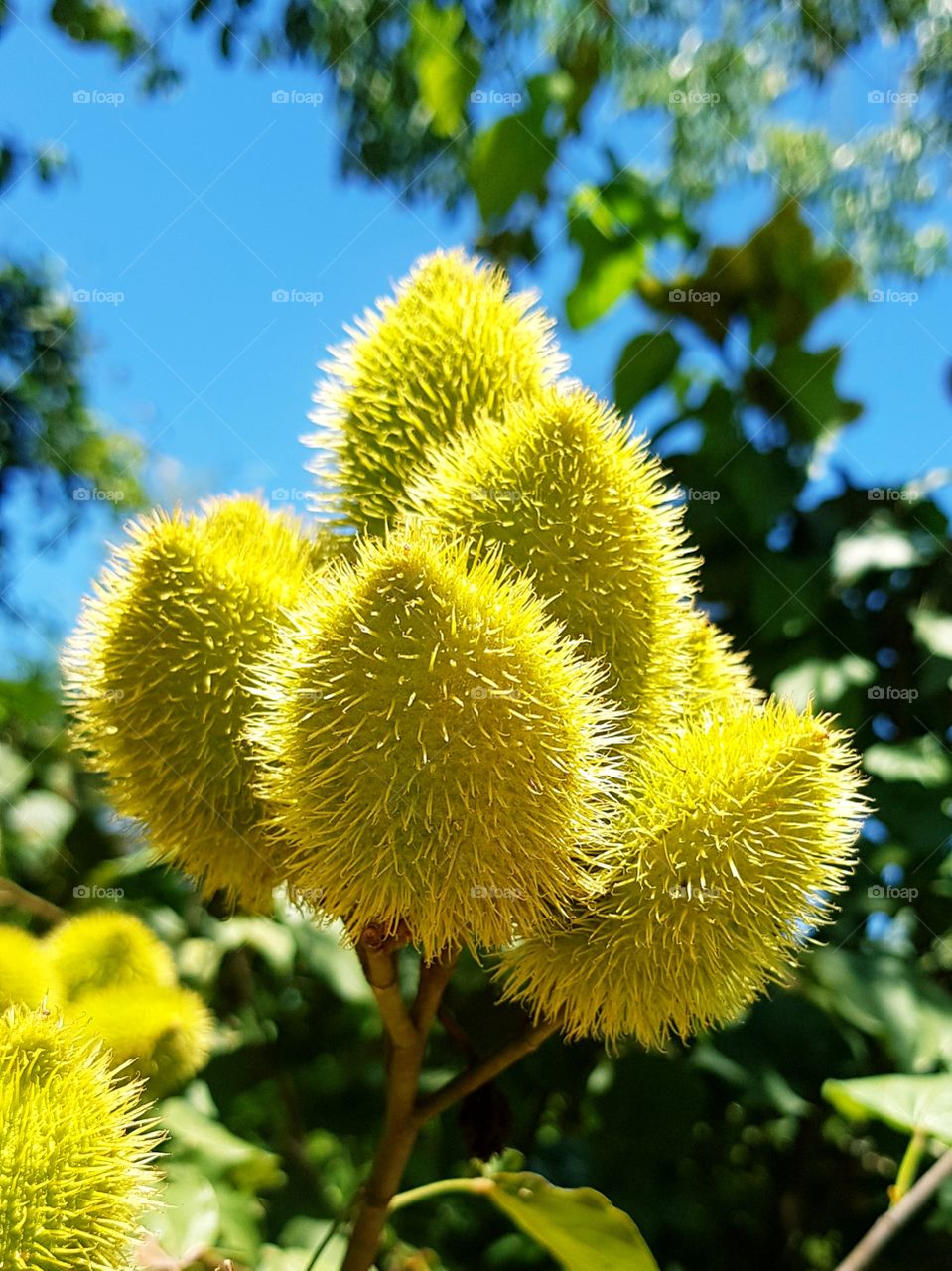 annatto plant or urucum