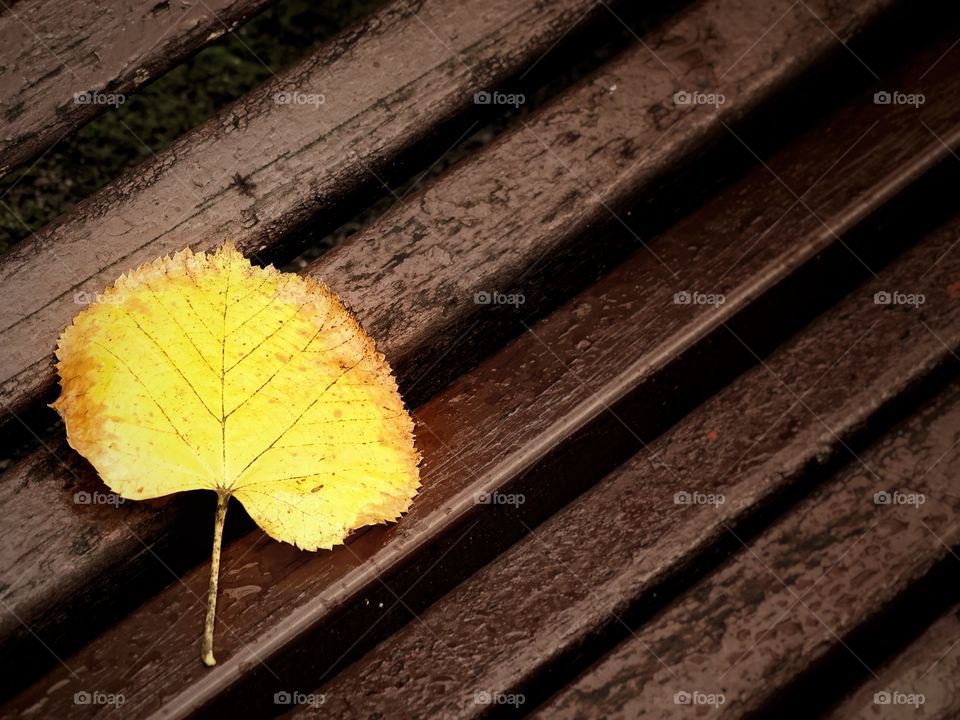 The autumn leaf