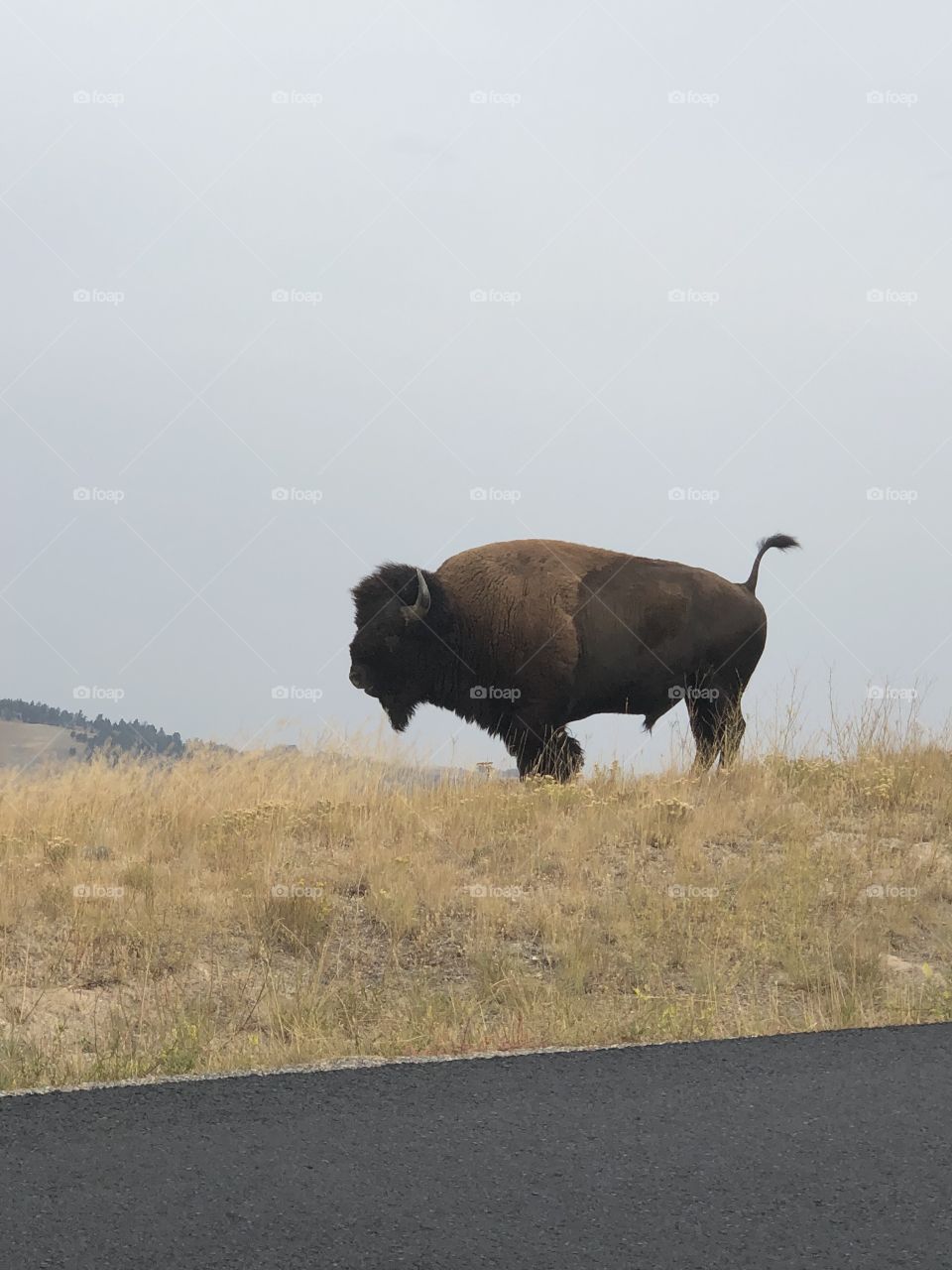 Shitting Bull in Yellowstone
