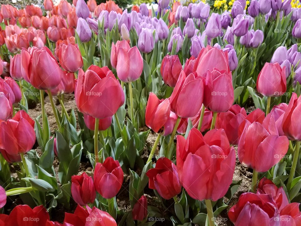Red, purple and yellow tulips burst into bloom as the temperature warms and the seasons change. Spring has arrived!