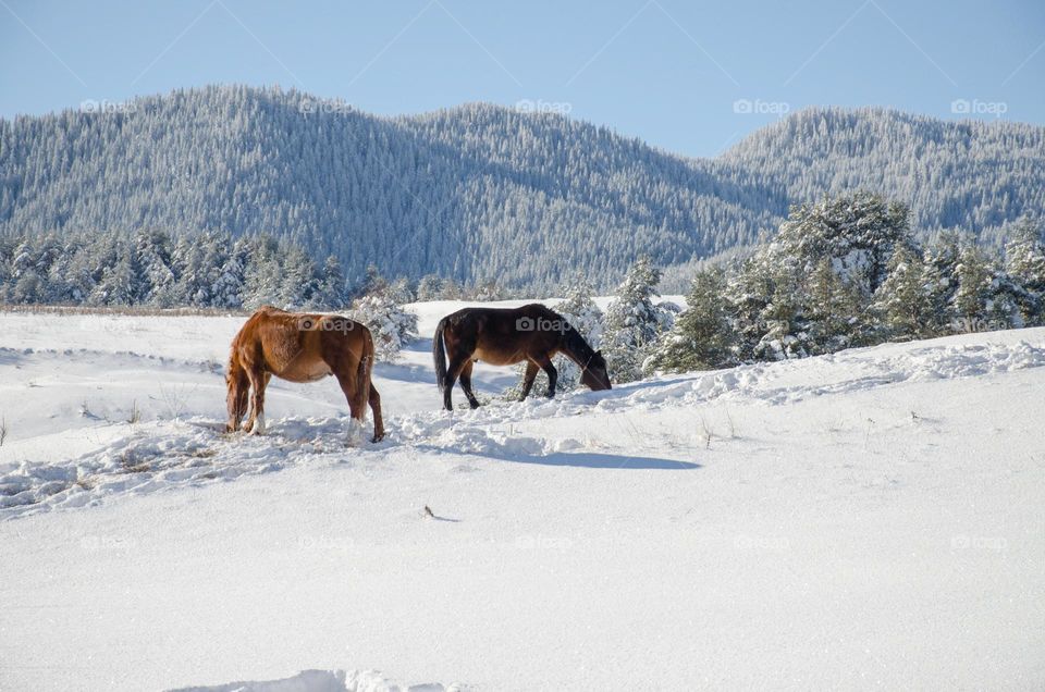 Horses in the Snow