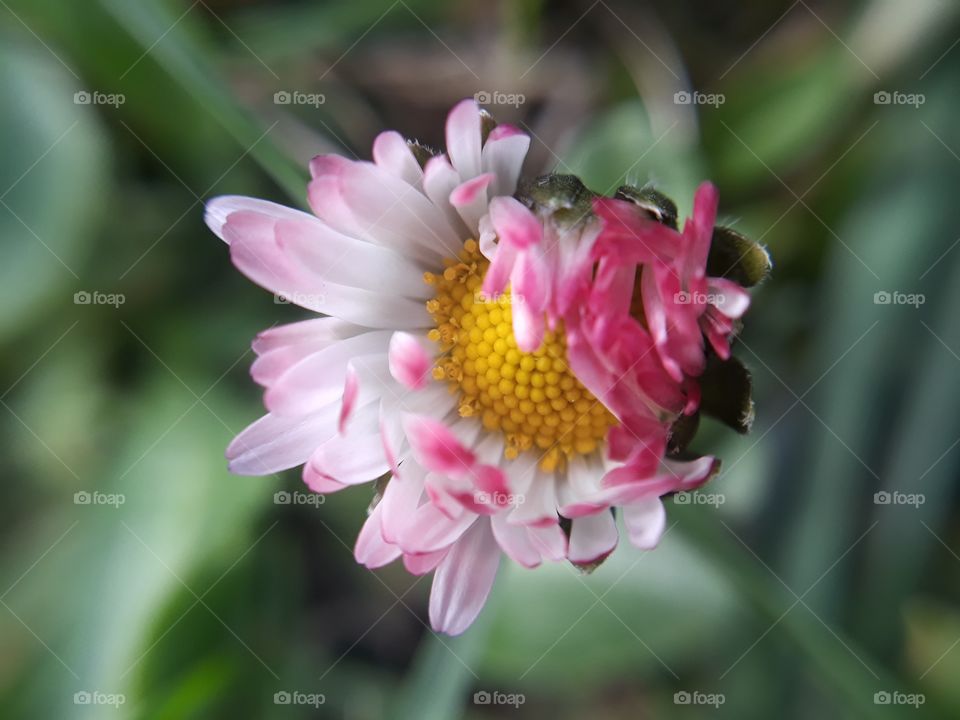 Daisy flower in the spring garden macro view