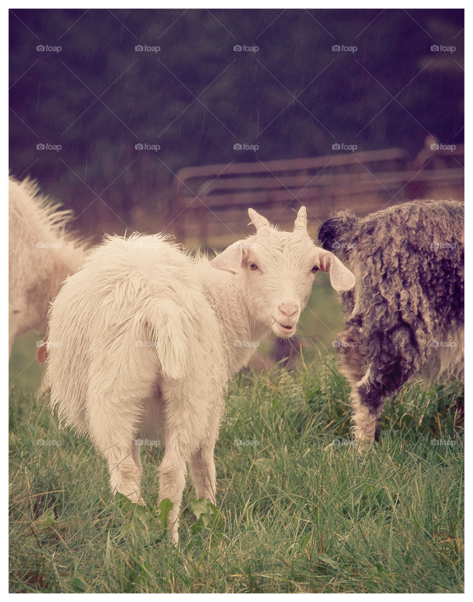 Goats on the farm 
