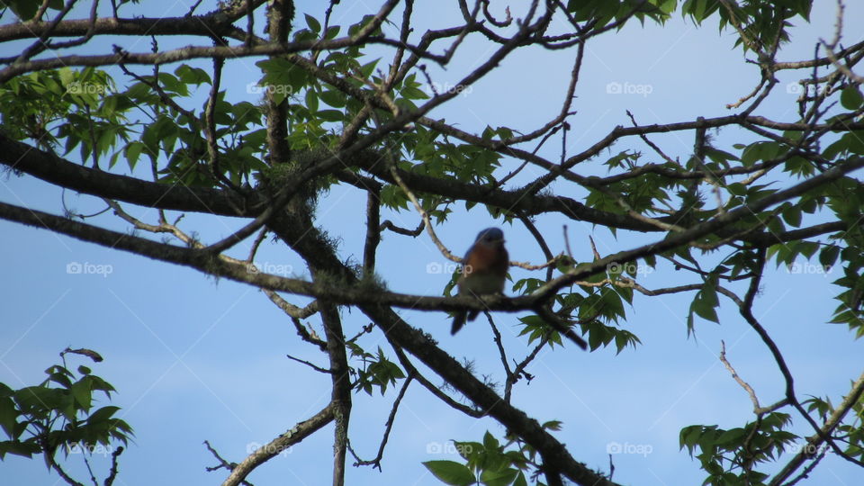 Blue bird in a tree