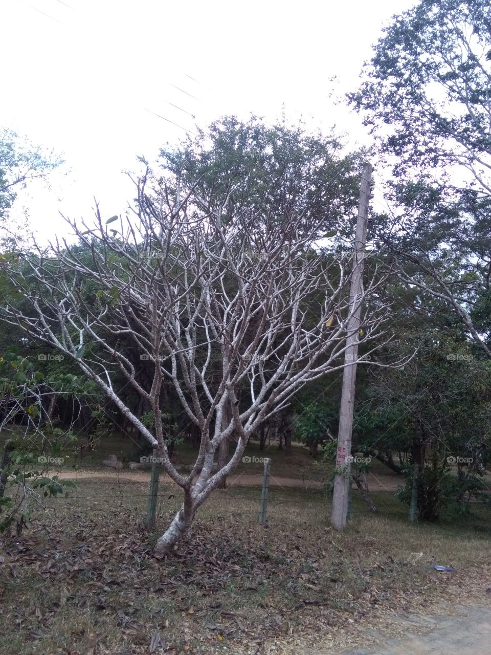 Tree in dry weather