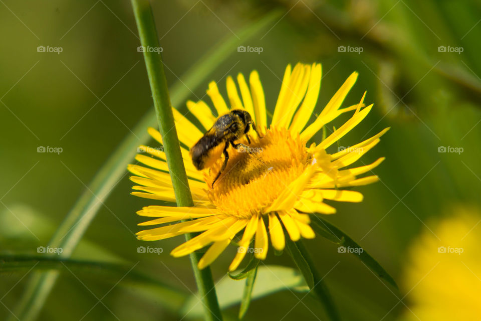 Insect, Nature, Bee, Flora, Summer