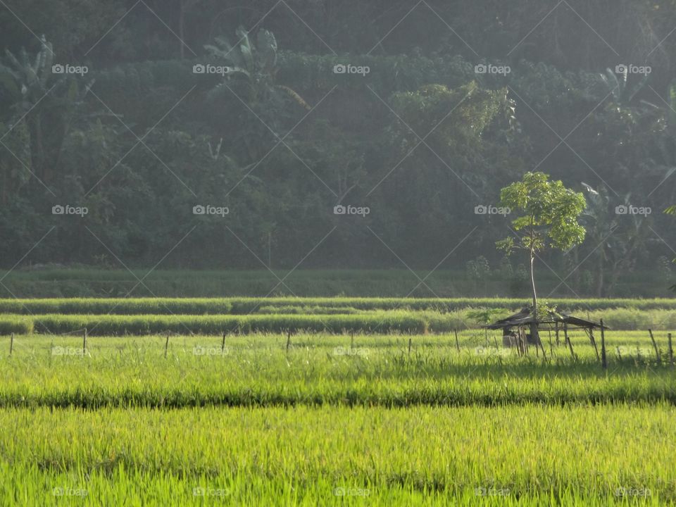 ricefield