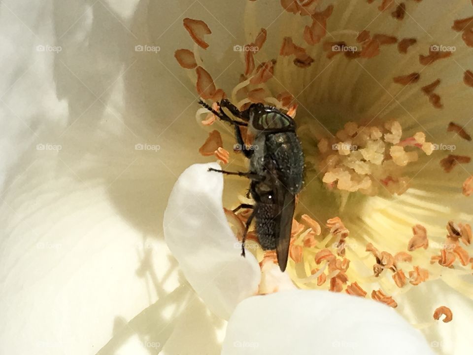 Wasp
Like
Hover fly on a blossom
Macro closeup 