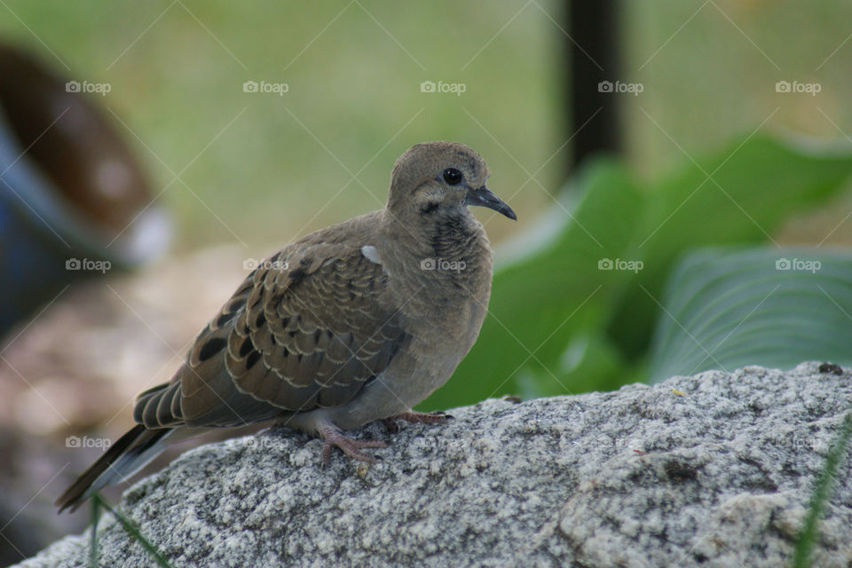 nature morning tree birds by somebeach