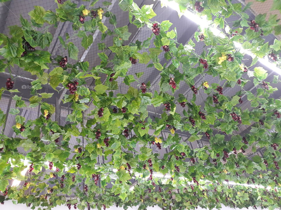 Grape Plantation new style 2