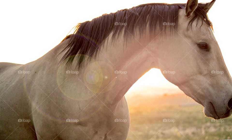 Close-up of horse at sunset