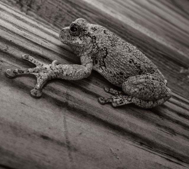 Black and White Frog. I found this frog while cleaning out the pool. Isn't it cute?