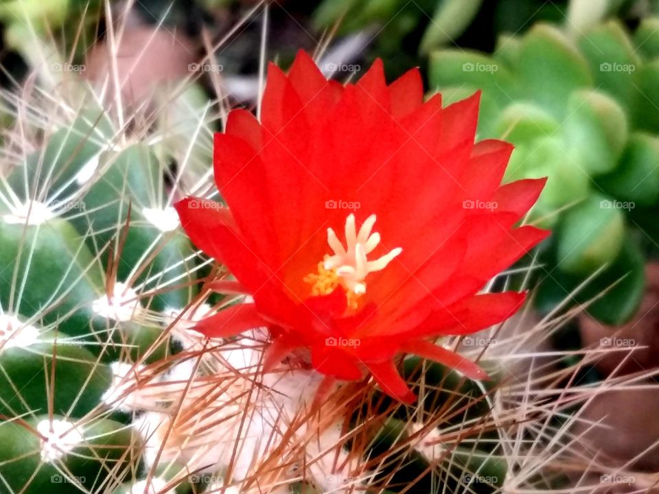 Flor de Cactus !!
A Beleza das flores entre espinhos.