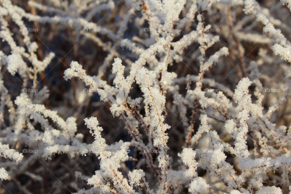 Icy bush