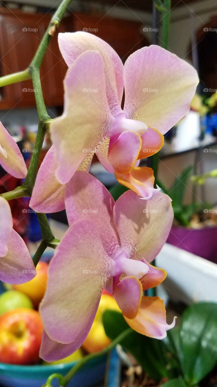 orchids in the kitchen.