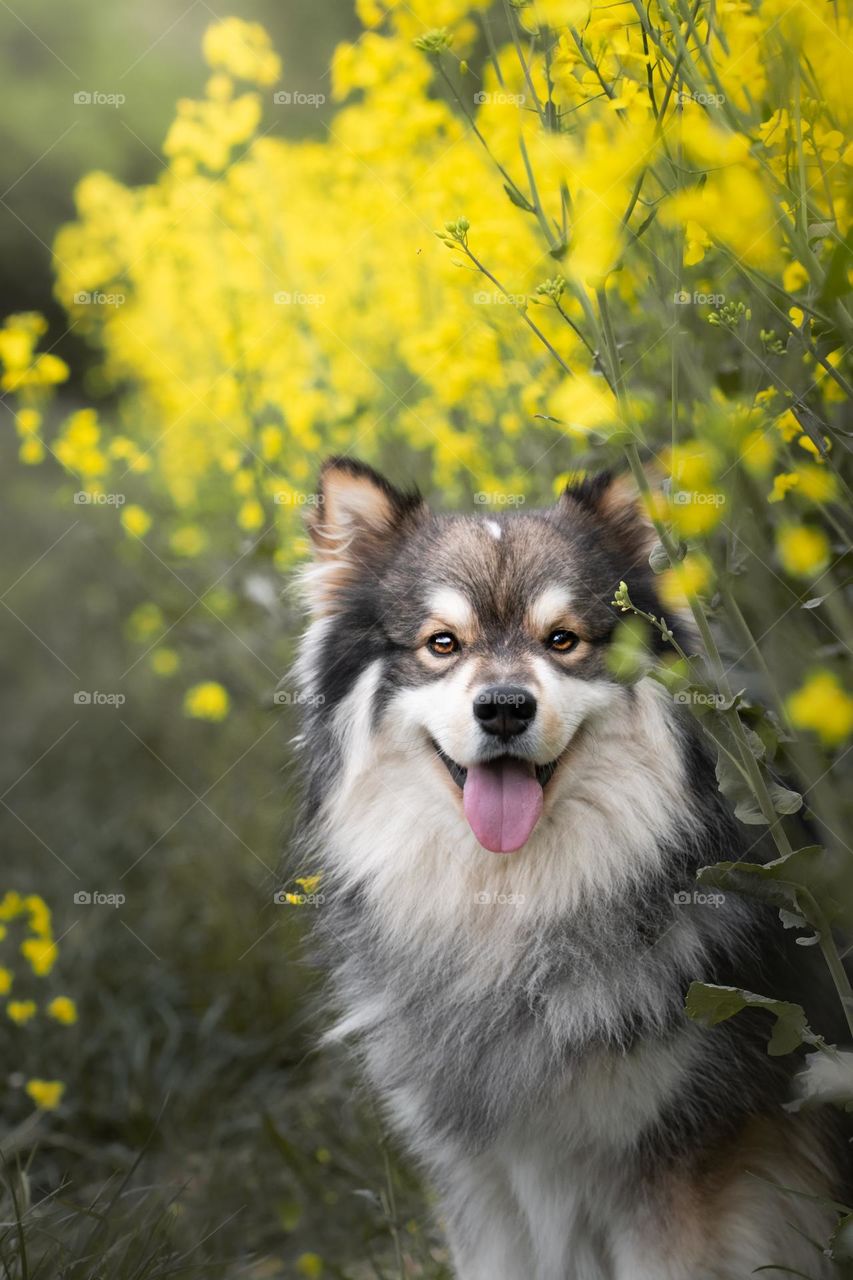 Portrait of a young Finnish Lapphund dog in spring 