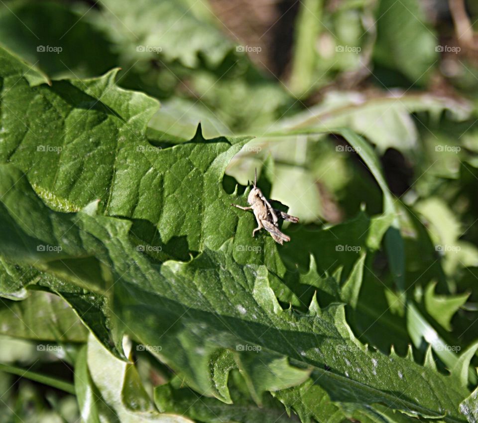 Beetle on plants