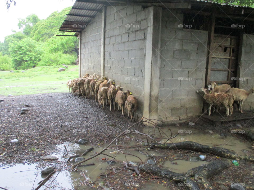 sheep in house