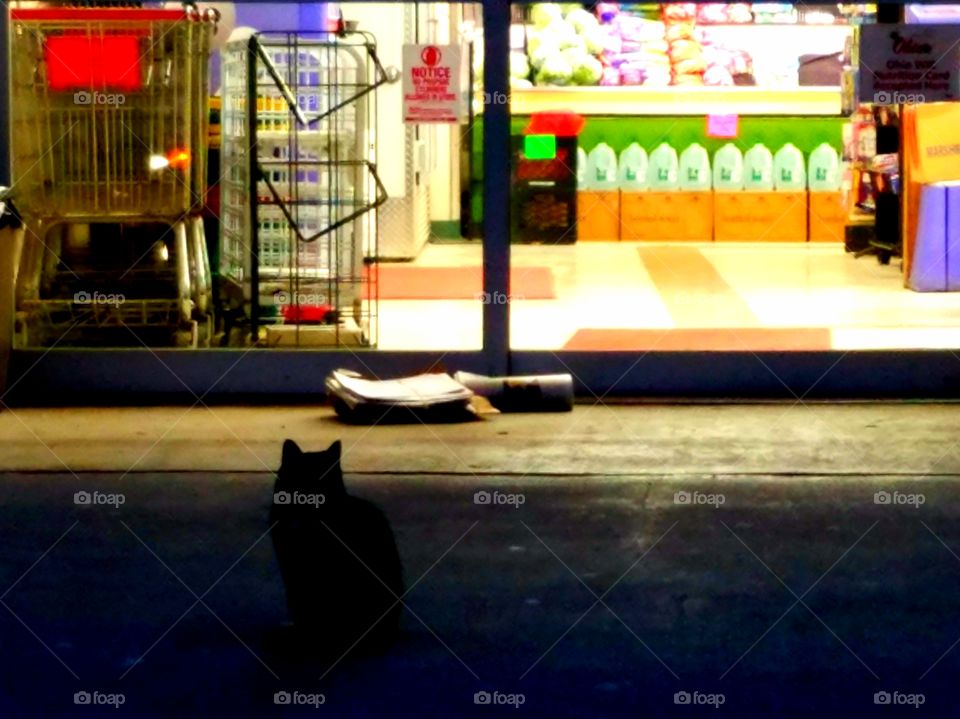 Cat waiting for store to open.