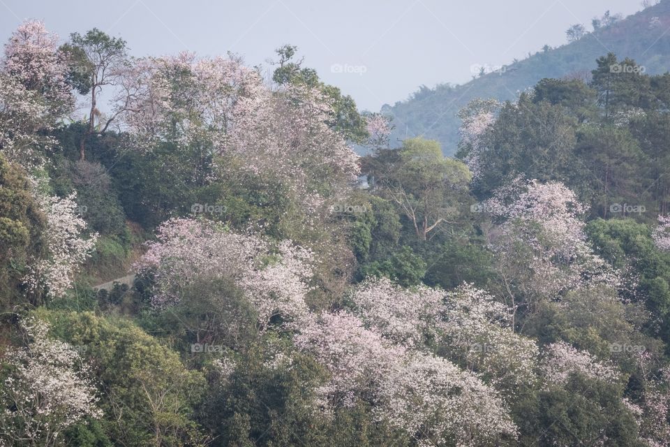 Chiang Rai/Thailand-February 16 2019:Flower view at the mae hostel ,Doi Pha Hee 