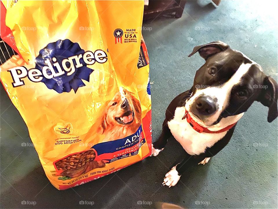 Tuxedo dog and his food brand. He’s my model 