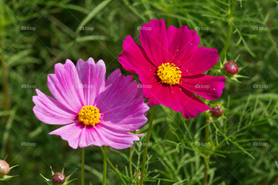 pollen flower petal bloom by sonchai