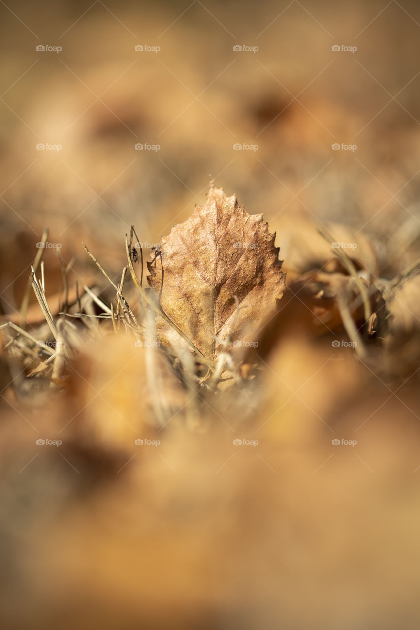 A portrait of a fallen brown autumn leaf sticking out of the other fallen leaves. the leaf is of a birch tree.