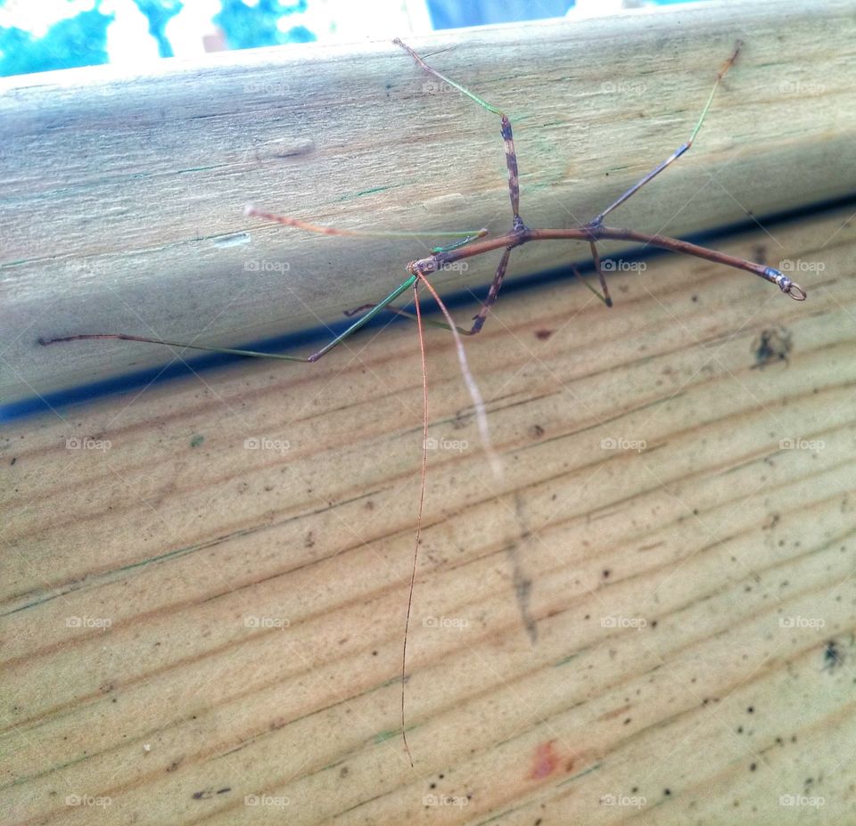 stick bug