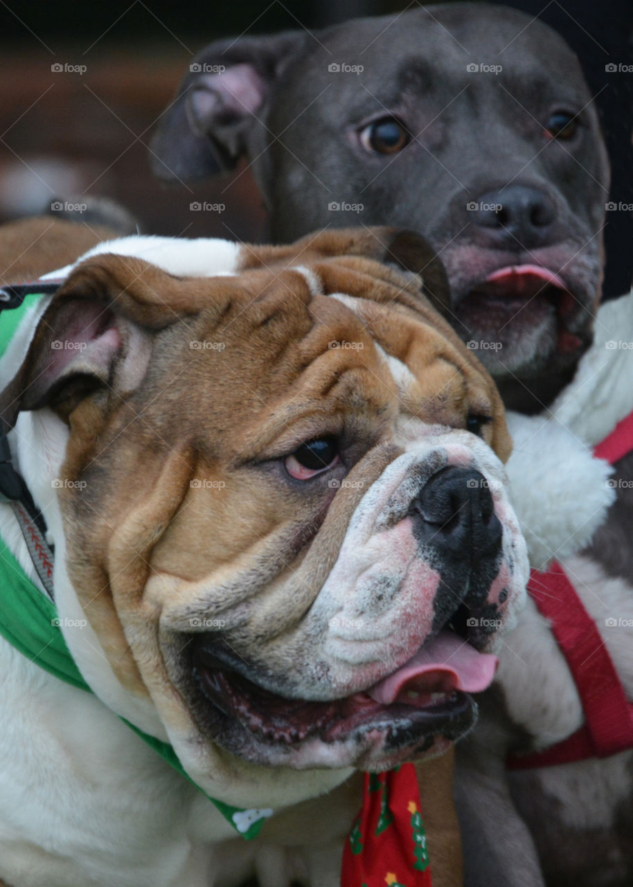 Beautiful bull dog in the park