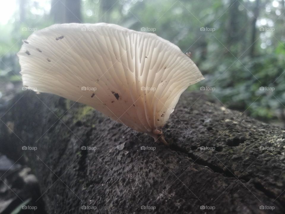 Mushroom