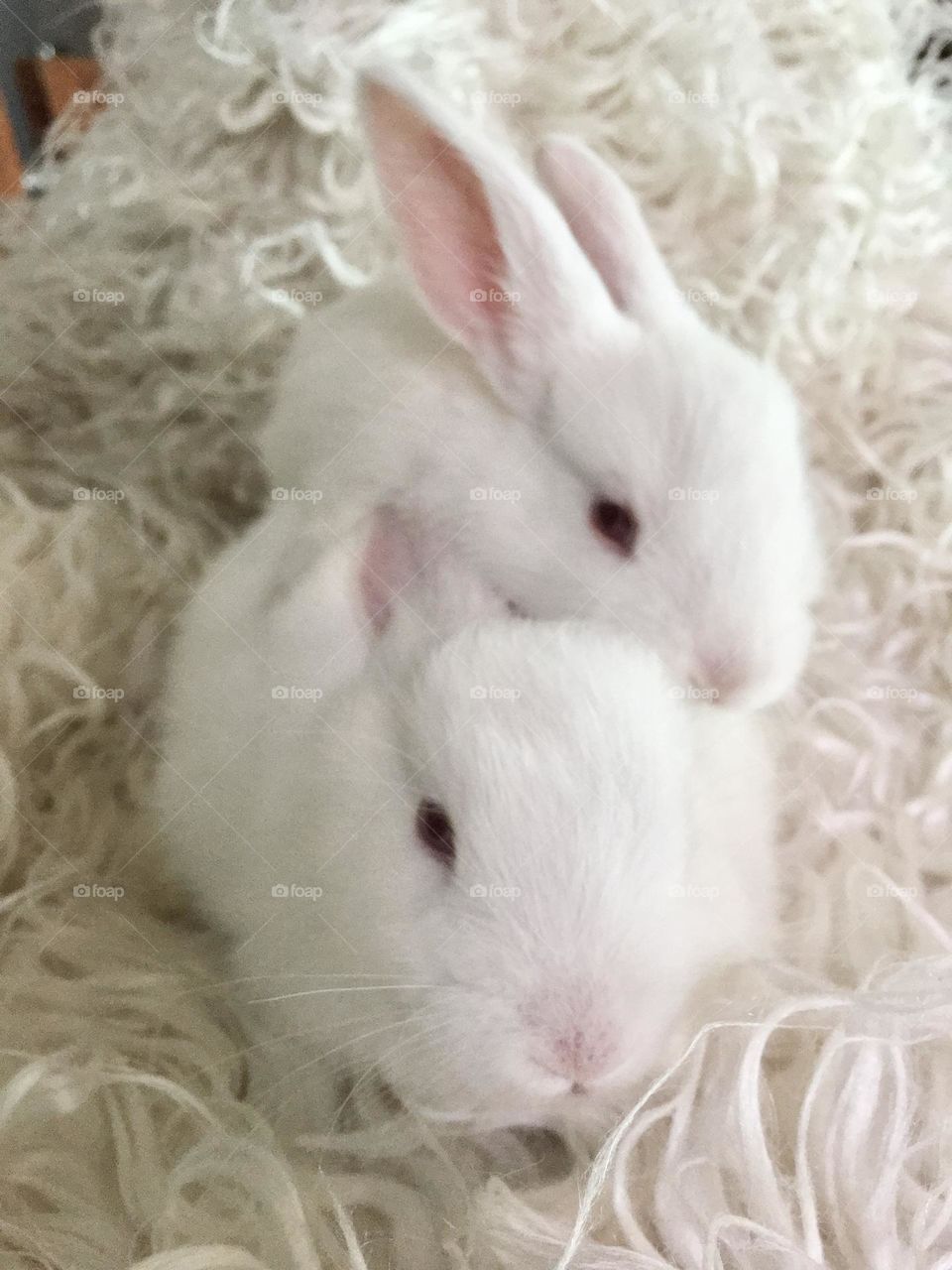 Rabbit, white
