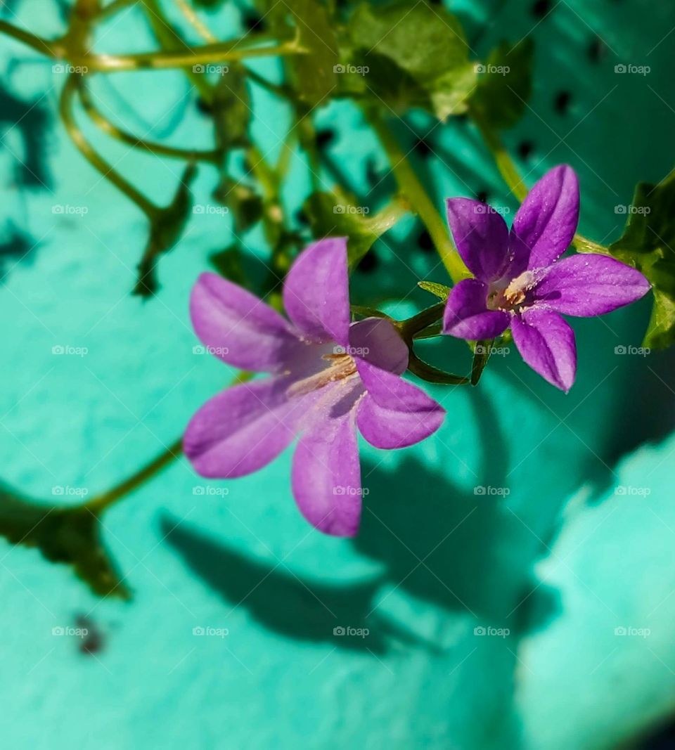 Beautiful purple flowers really pop with a turquoise background.