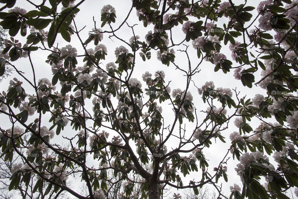 Rhododendron under blooming tree
Rododendron under  blommande träd 